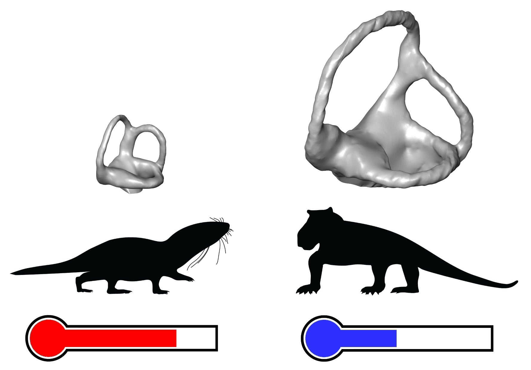 Ilustración de una pequeña estructura del oído interno en un mamífero y una estructura del oído interno lobulado más grande en un reptil