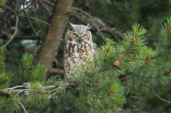 Una guía para principiantes sobre fotografía de aves con iPhone