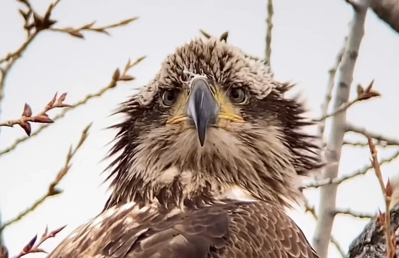 Una guía para principiantes sobre fotografía de aves con iPhone