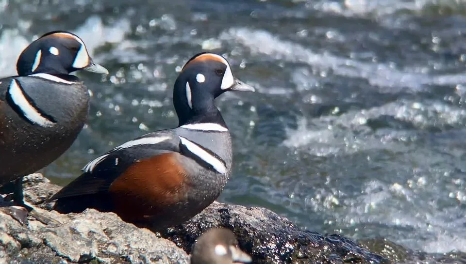 Una guía para principiantes sobre fotografía de aves con iPhone