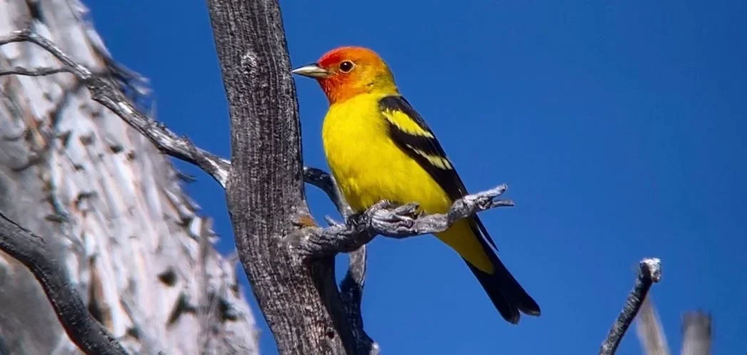 Una guía para principiantes sobre fotografía de aves con iPhone