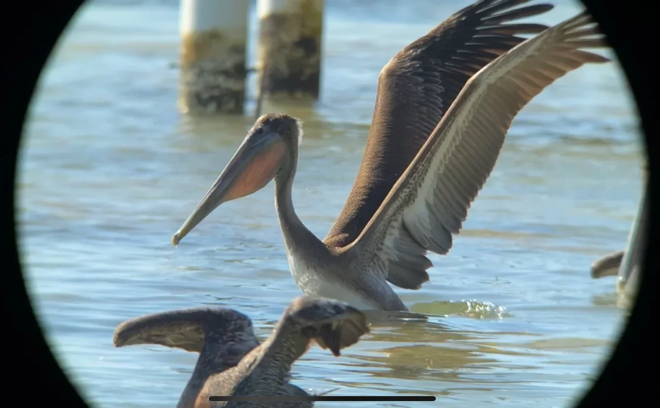 Una guía para principiantes sobre fotografía de aves con iPhone