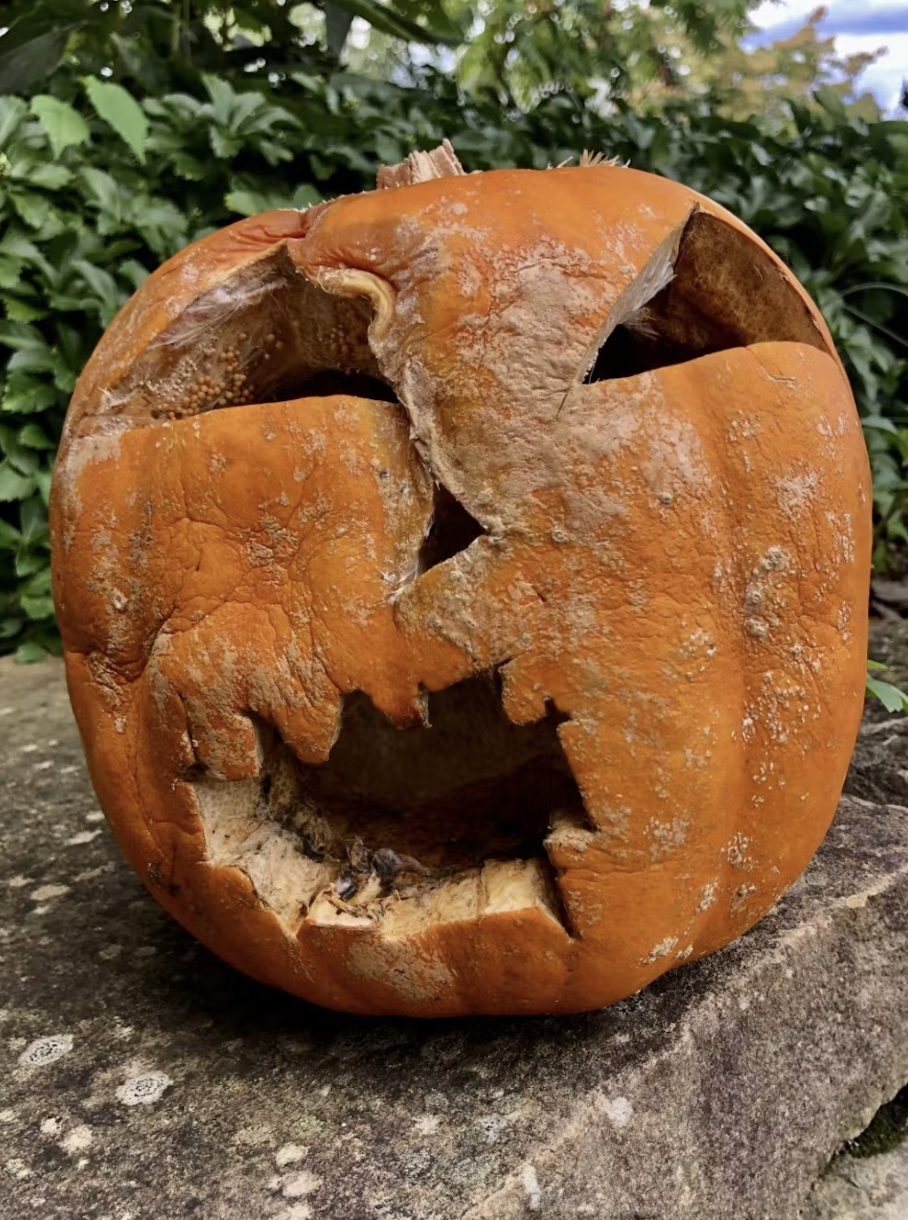 Cómo mantener su gusano de calabaza y moho libre para Halloween