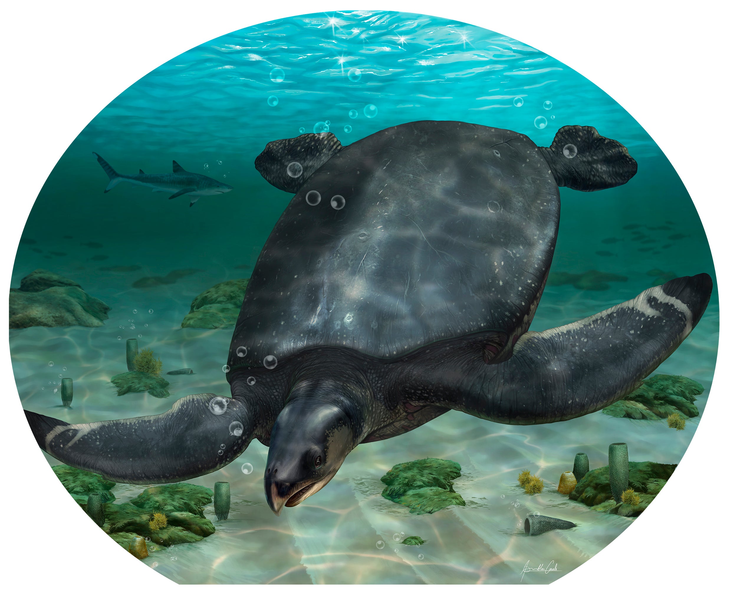 Los fósiles gigantes indican una tortuga marina de gran tamaño de 7,000 libras.